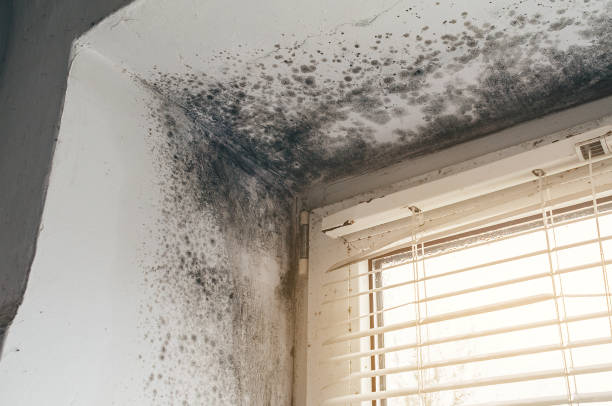 Affordable Attic Mold Remediation solutions in Clifton, IL